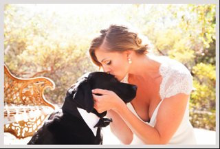 Pets in your wedding image